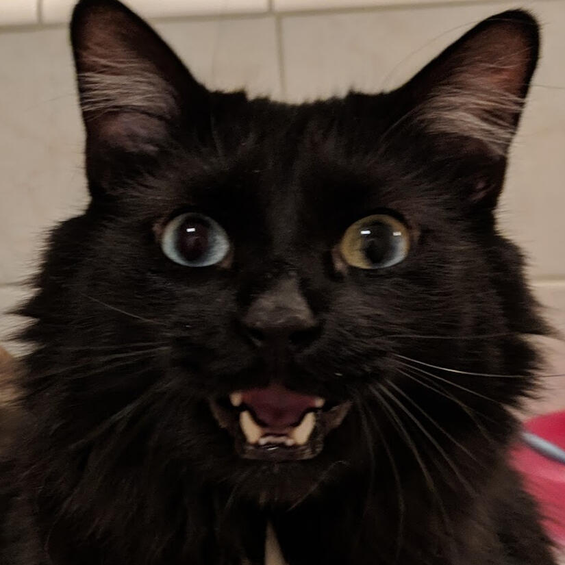 Collage consisting of different stationary elements on brown paper, including a red paper clip, a sticker of a bird silhouette, tape, and scissors. On it is the title of the zine: "Confidential: The Neil Josten Experience (Definitely Not Mafia Secreits).